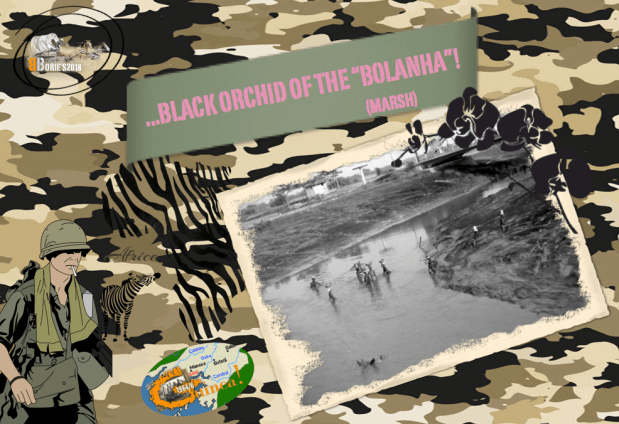 …Orquídia Negra da “Bolanha”!. (Black Orchid of the “Bolanha”!.