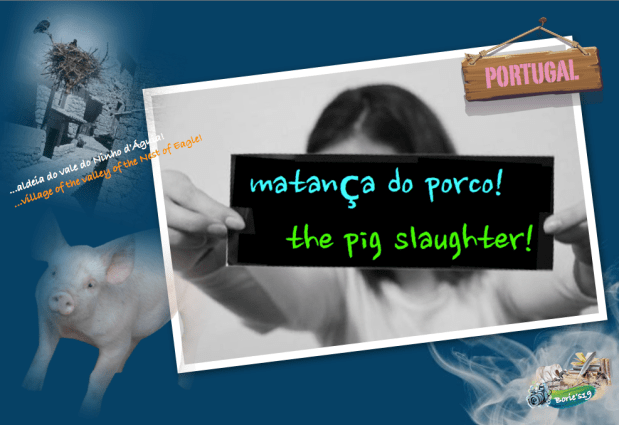 …the pig slaughter!.